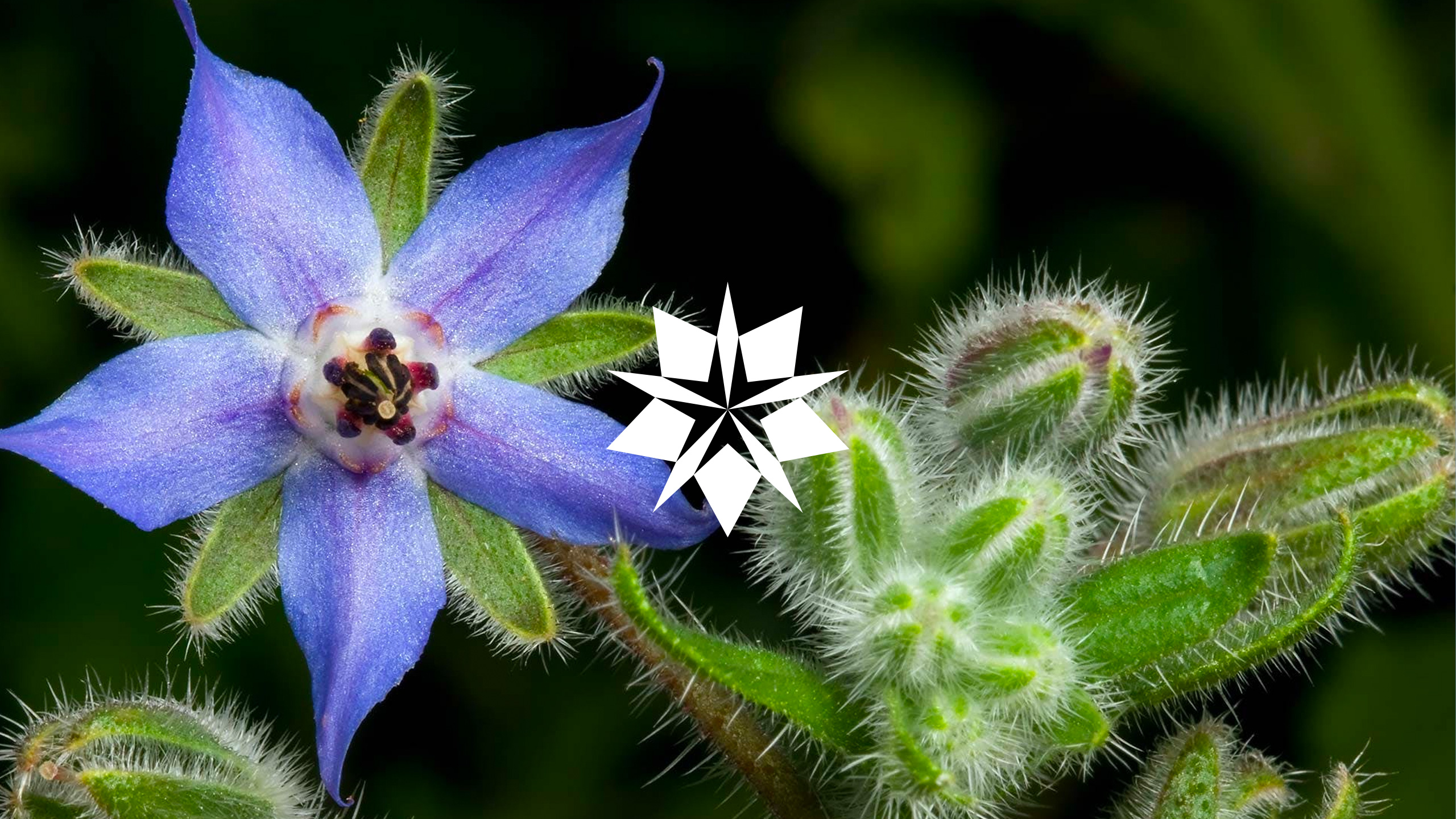 BORAGE
