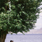 洱海树林-刚好遇见你