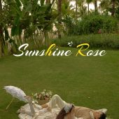 月半湾基地-阳光玫瑰