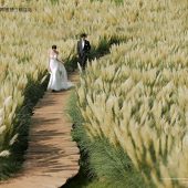 听花谷-山有木兮