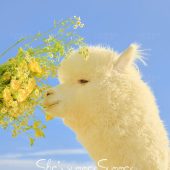 华尔兹-夏了夏天