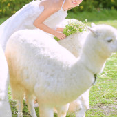 阳光森林-风之旅行