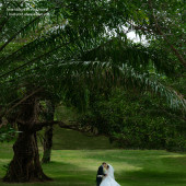 林先生&封女士 草坪婚礼