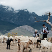 丽江-雪山羊群