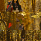 云杉坪-秋日森林