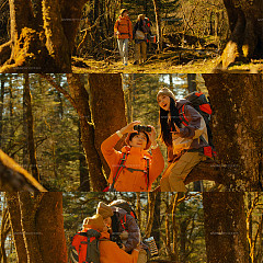 云杉坪-秋日森林