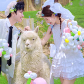 半山半岛-萌趣羊驼