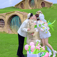 半山半岛-萌趣羊驼