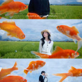 向阳溪麦田-签收浪漫