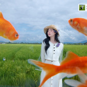 向阳溪麦田-签收浪漫