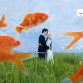 向阳溪麦田-签收浪漫