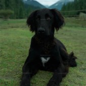 恰西公园-云杉絮语