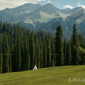 库尔德宁-云杉树下