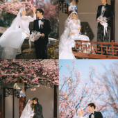 山茶园-樱花树下