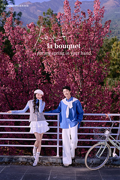 大理限定-春日樱花