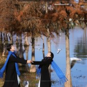 洱海海鸥-冬季恋歌