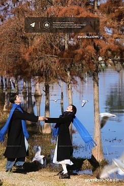 洱海海鸥-冬季恋歌