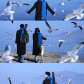 洱海海鸥-冬季恋歌