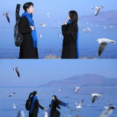 洱海海鸥-冬季恋歌