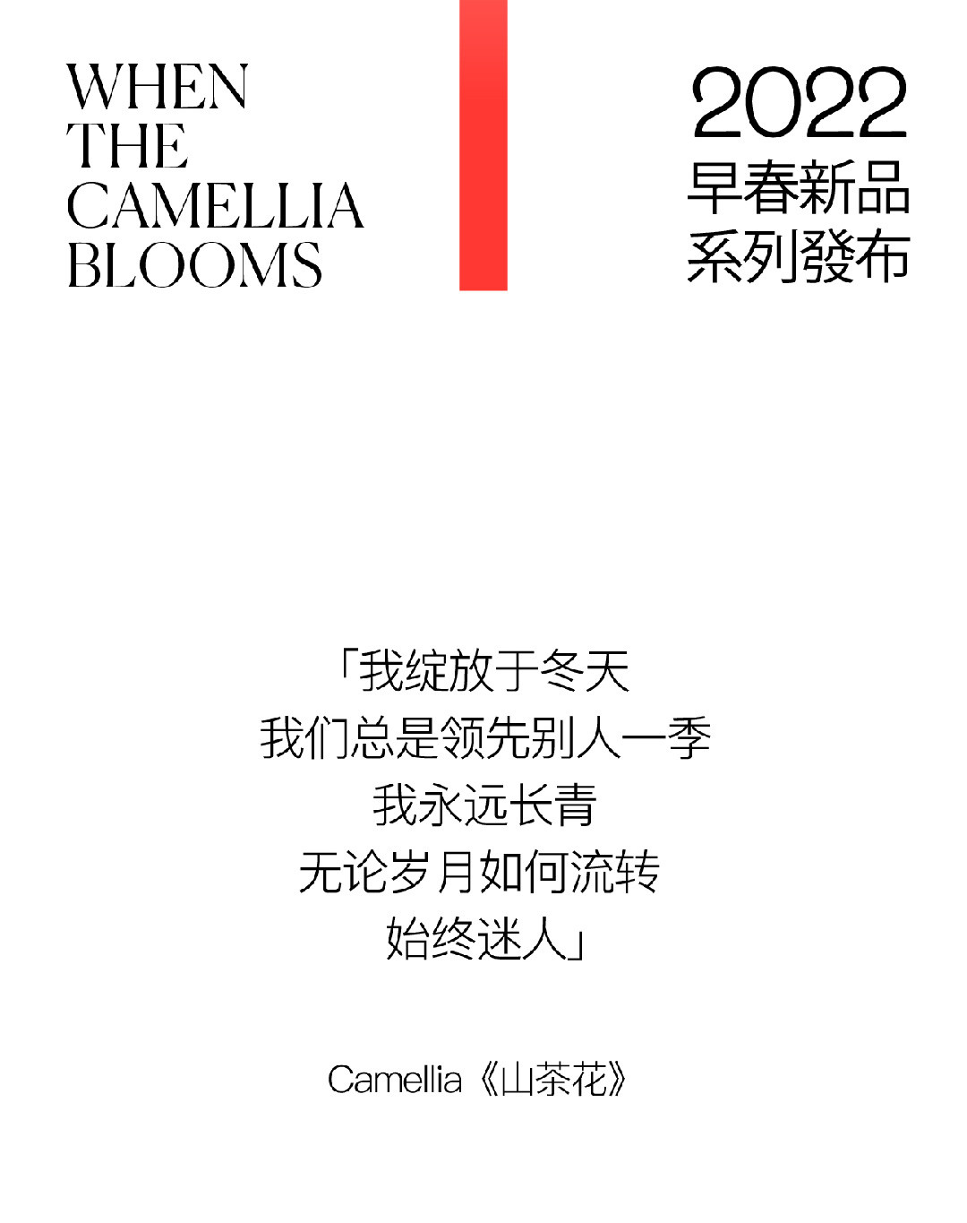 山茶花開時 | 2022 奎恩摄影 意境东方早春新品