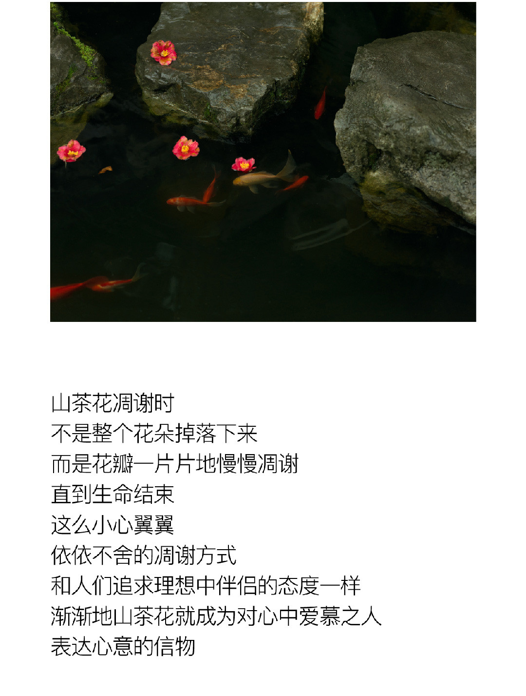 山茶花開時 | 2022 奎恩摄影 意境东方早春新品