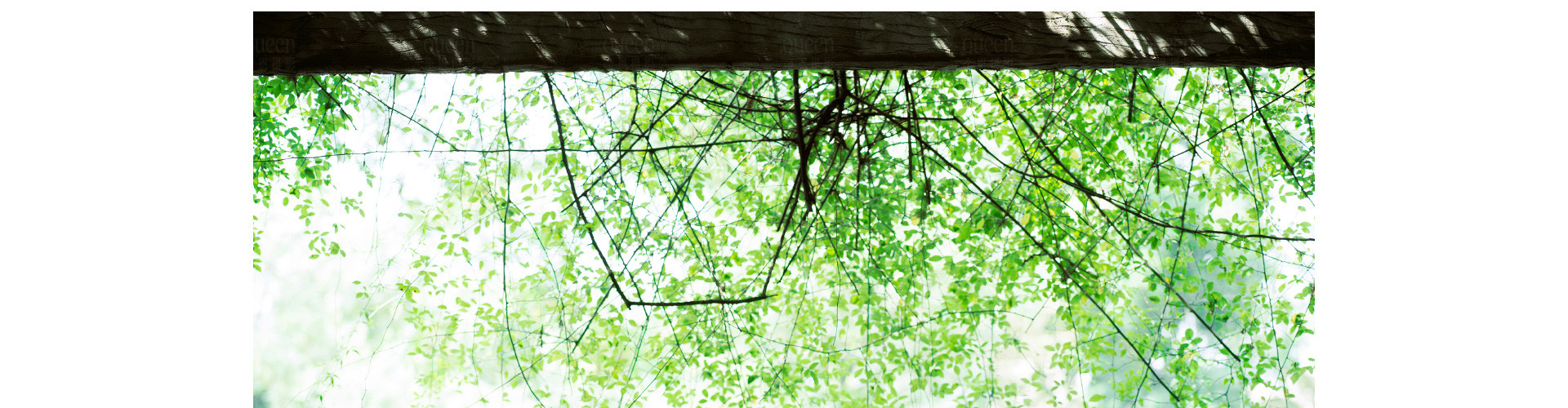 在東方庭院，办了一场展 |  2022  奎恩摄影  意境東方 園林系列合辑