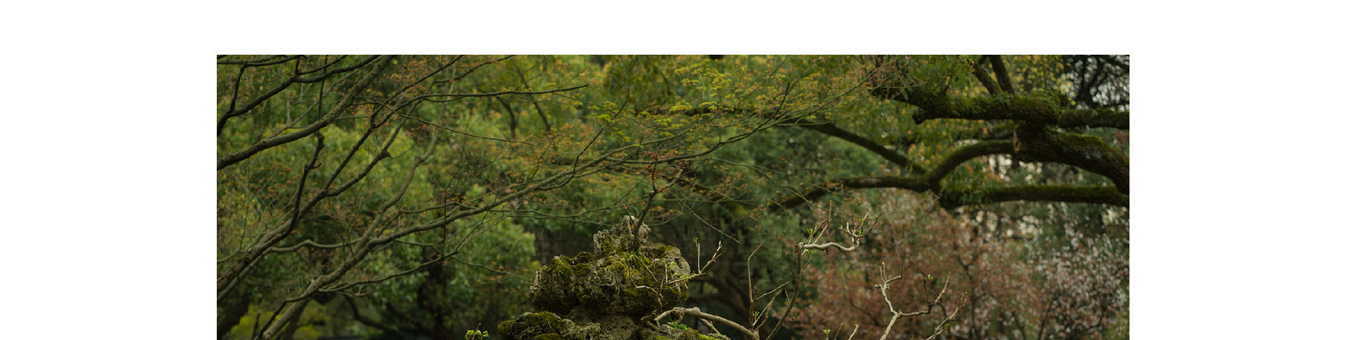 園林美學 | 2022 奎恩摄影 意境东方 新品发布