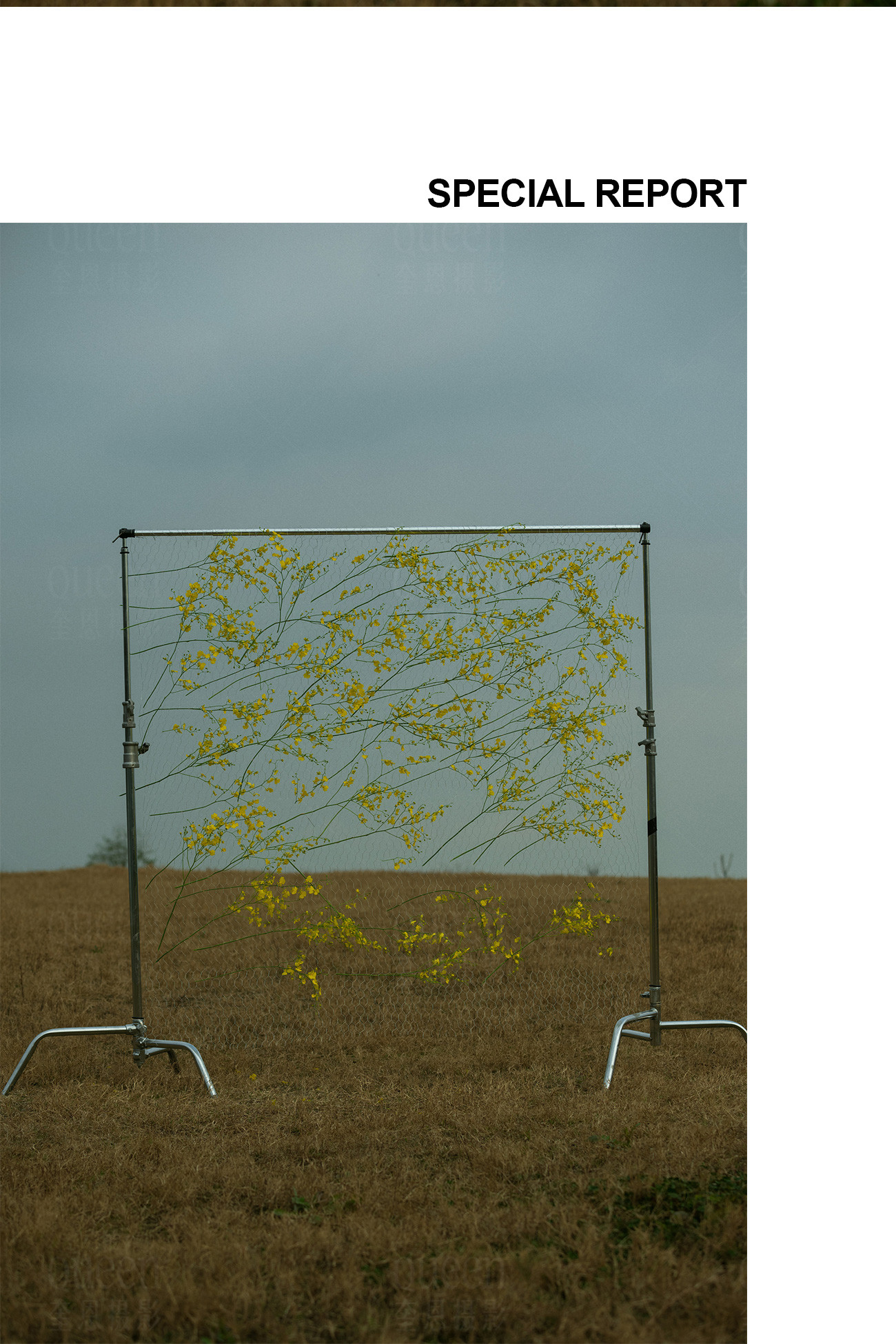 春天的影像诗Ⅰ