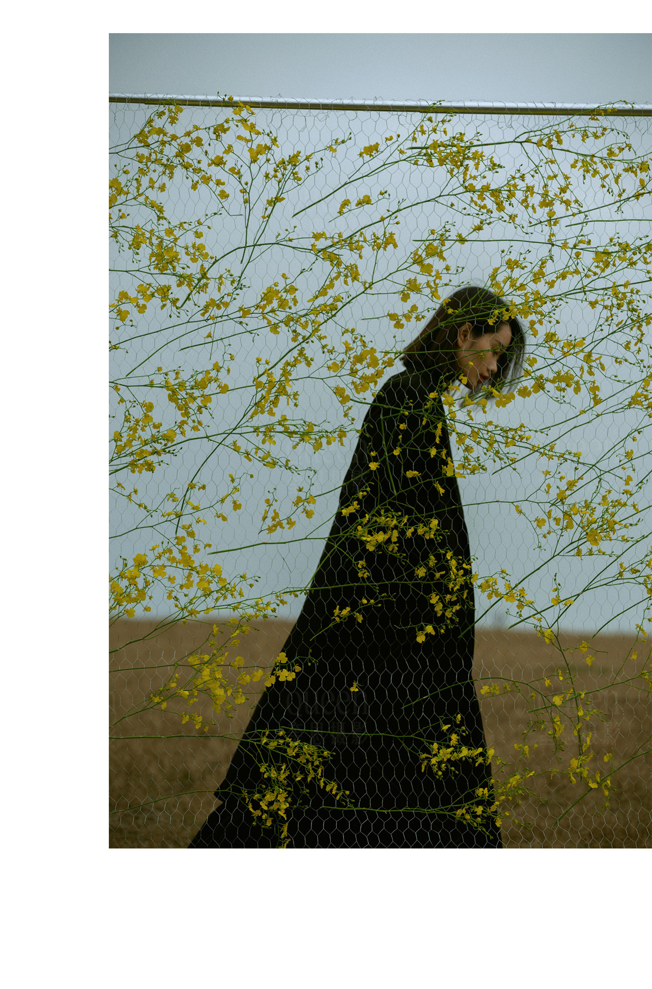 春天的影像诗Ⅰ