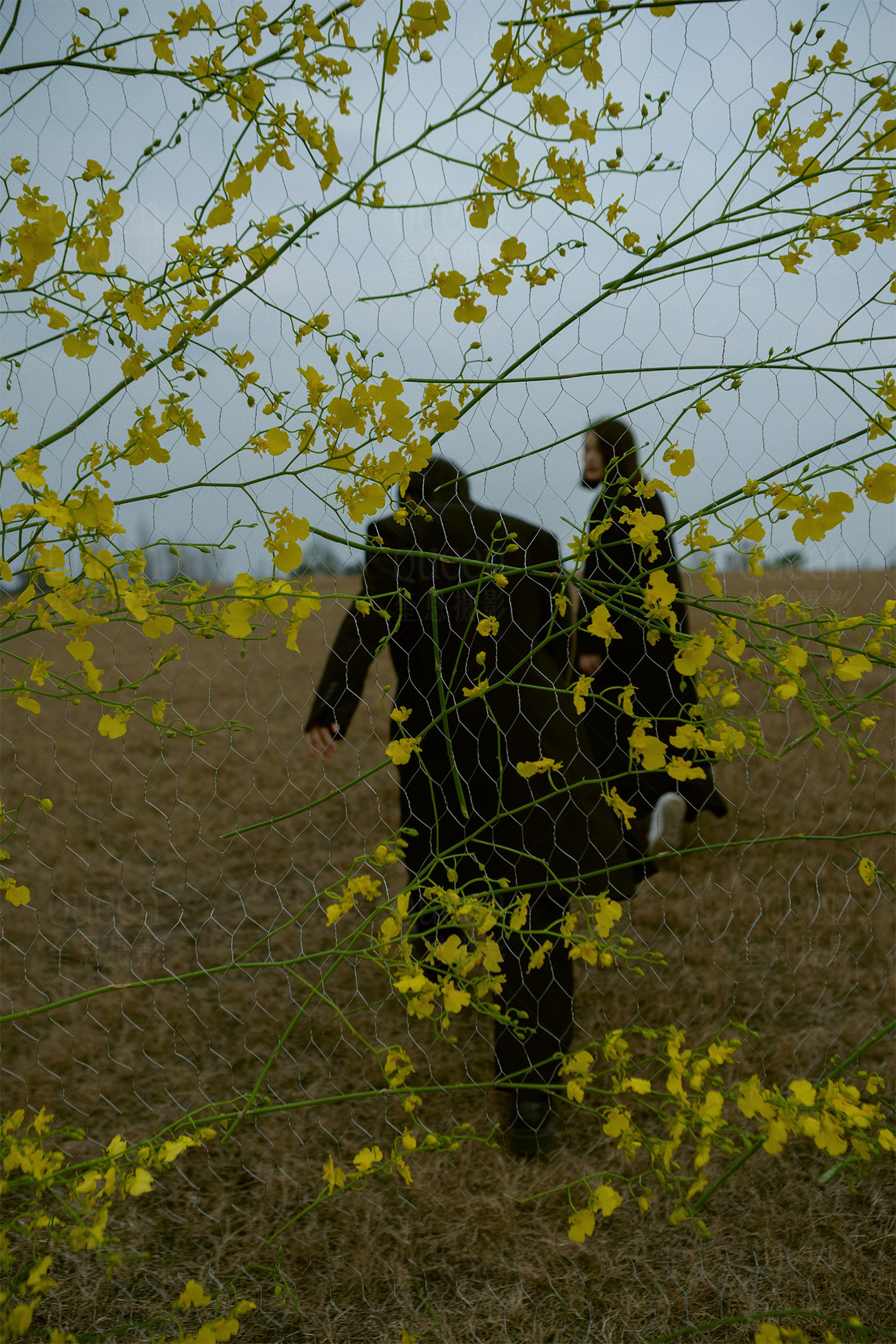 春天的影像诗Ⅰ